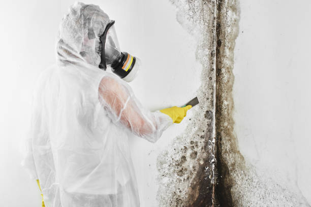 Mold Removal Process in Twinsburg, OH