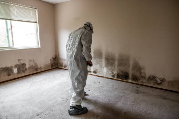 Professional Mold Removal in Twinsburg, OH