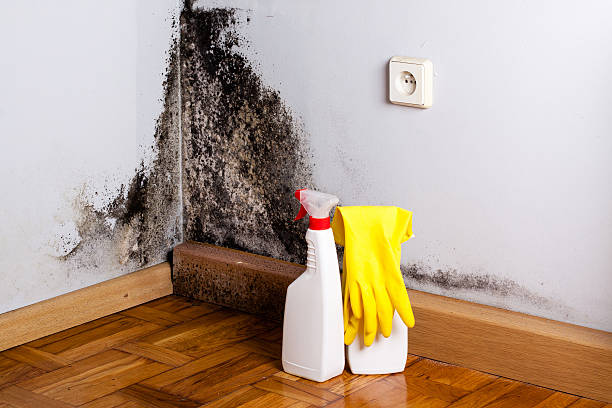 Best Attic Mold Removal  in Twinsburg, OH